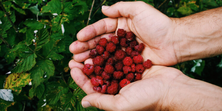 Aviečių kirpimas: tinkamiausias laikas ir dažniausios klaidos