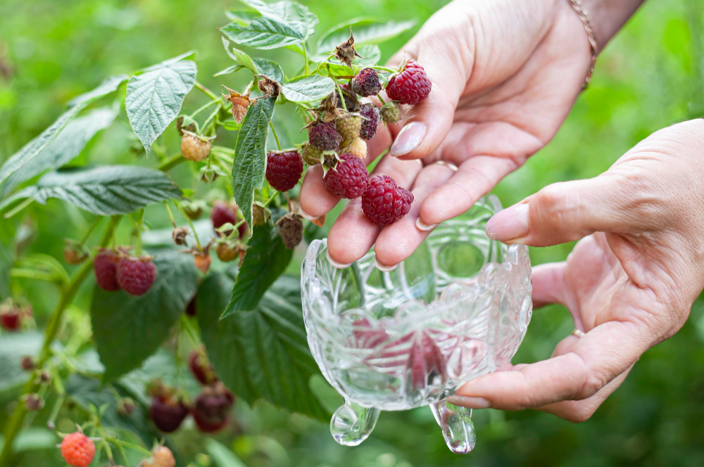 Dažniausios aviečių kirpimo klaidos