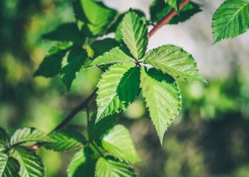 Gervuogių genėjimas rudenį: kaip ir kada tai atlikti teisingai?