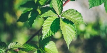 Gervuogių genėjimas rudenį: kaip ir kada tai atlikti teisingai?