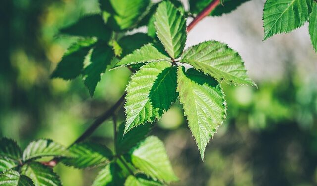 Gervuogių genėjimas rudenį: kaip ir kada tai atlikti teisingai?
