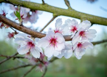 Rudeninis vyšnių genėjimas: privalumai ir trūkumai