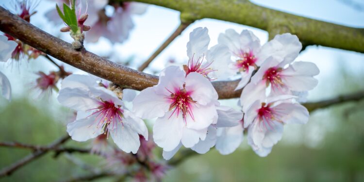 Rudeninis vyšnių genėjimas: privalumai ir trūkumai