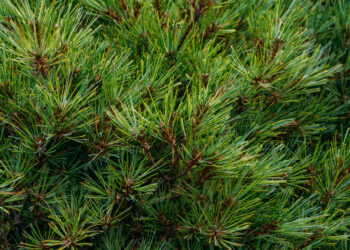 Pušų tręšimas pavasarį – kaip sustiprinti spyglius ir augimą