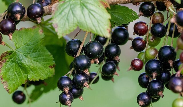 Juodųjų serbentų tręšimas pavasarį – kaip sustiprinti krūmus ir pagerinti derlių
