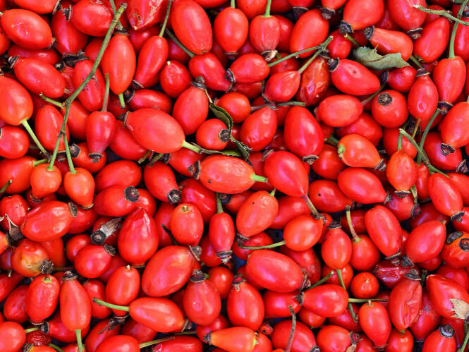 Giminaitė nr. 4 – Erškėtuogė (išvaizda apgauna)