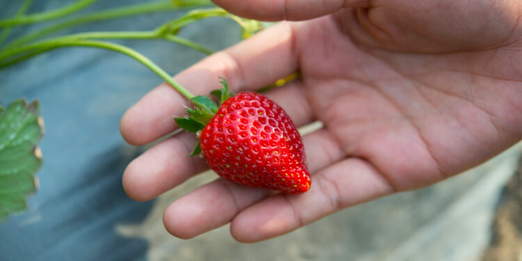 Braškių ligos ir gydymas: kaip apsaugoti savo derlių?