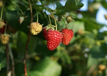 Aviečių tręšimas pavasarį: kuo tręšti, kad derlius būtų gausus