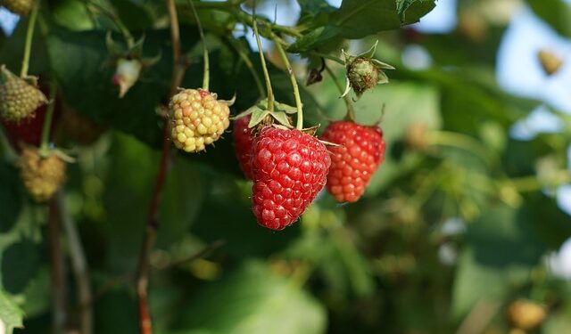 Aviečių tręšimas pavasarį: kuo tręšti, kad derlius būtų gausus