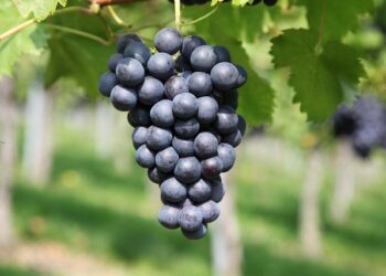 Vynuogių tręšimas pavasarį – kaip sustiprinti krūmus ir pagerinti derlių