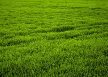 Vejos tręšimas pavasarį – kada ir kaip paruošti veją