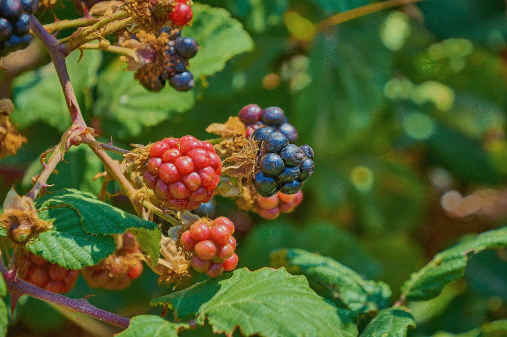 Gervuogių genėjimas rudenį: kaip ir kada tai atlikti teisingai?