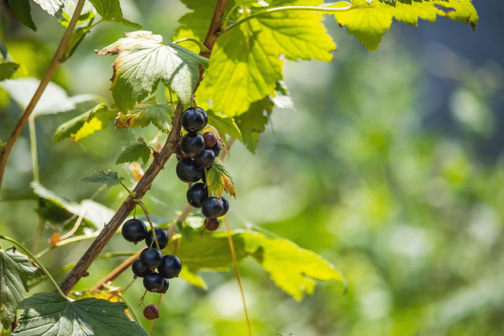 Juodųjų serbentų tręšimas pavasarį – kaip sustiprinti krūmus ir pagerinti derlių