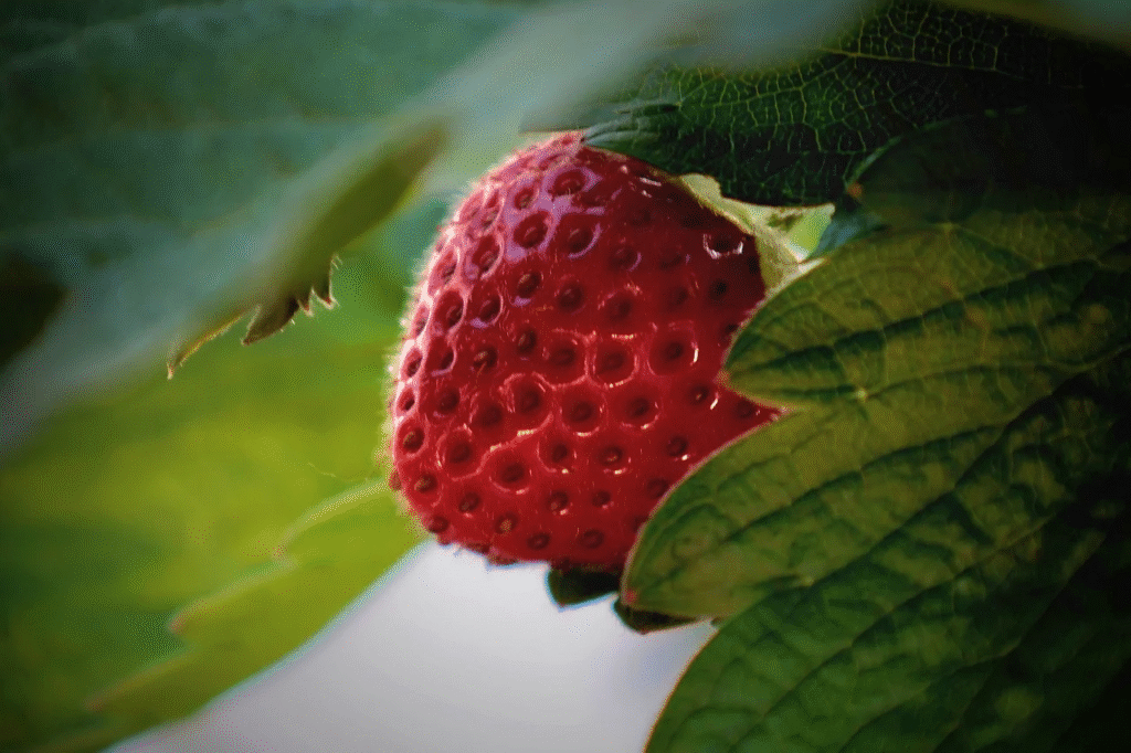 Kuo tręšti braškes pavasarį ir kaip tai daryti teisingai