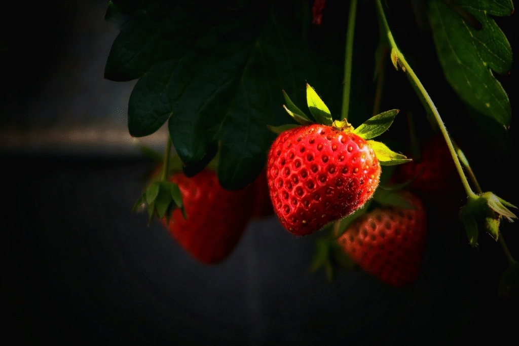 Kuo tręšti braškes pavasarį ir kaip tai daryti teisingai