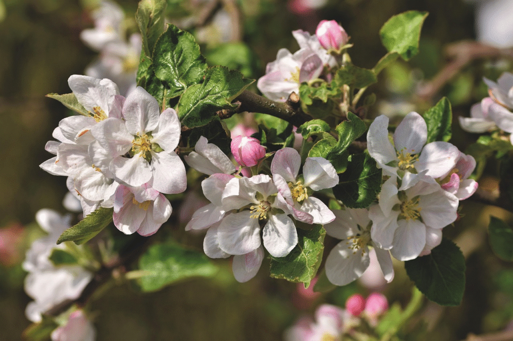 Kaip ir kuo tręšti obelis pavasarį, kad jos žydėtų ir derėtų gausiai