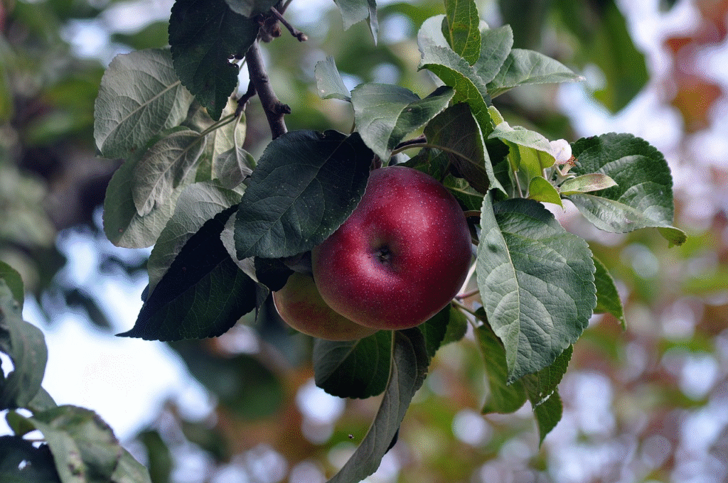 Kaip ir kuo tręšti obelis pavasarį, kad jos žydėtų ir derėtų gausiai