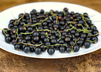 Juodųjų serbentų sodinimas: tinkamiausias metas ir patarimai