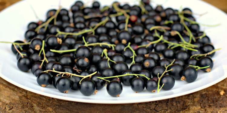 Juodųjų serbentų sodinimas: tinkamiausias metas ir patarimai