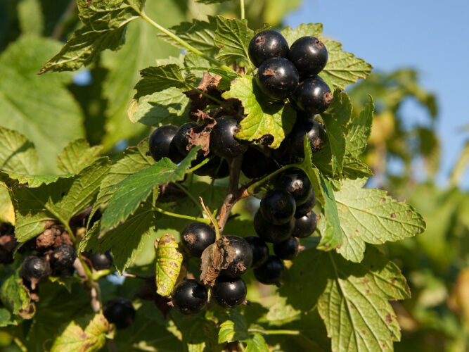 Sodinimo eiga žingsnis po žingsnio