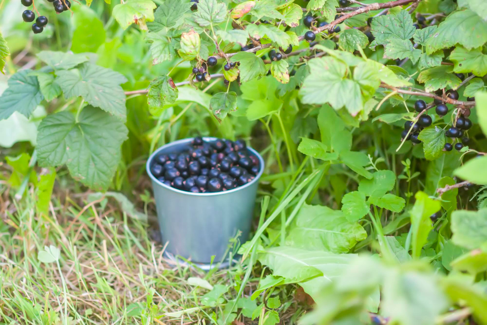 Priežiūra po pasodinimo
