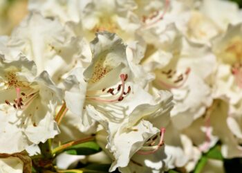 Kada tręšti rododendrus pavasarį, kad žydėjimas būtų gausus ir sveikas
