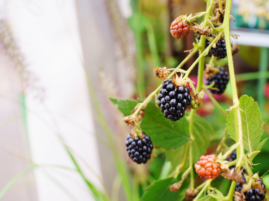 Gervuogių priežiūra pirmus metus