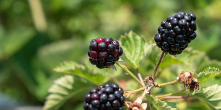 Kaip sodinti gervuoges: dirvos paruošimas ir priežiūra