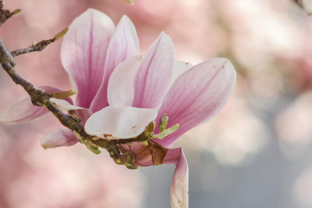 Kaip teisingai tręšti, kad nepažeistume šaknų