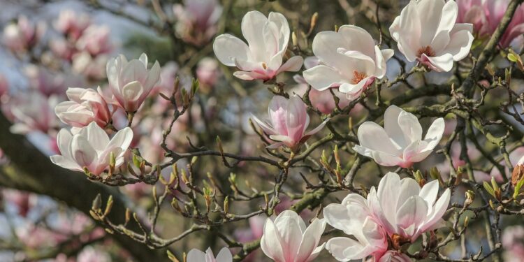 Magnolijų tręšimas pavasarį: kaip teisingai pamaitinti jautrius dekoratyvinius krūmus