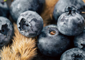 Šilauogių mulčiavimas žiemai – kaip apsaugoti krūmus nuo šalčio?