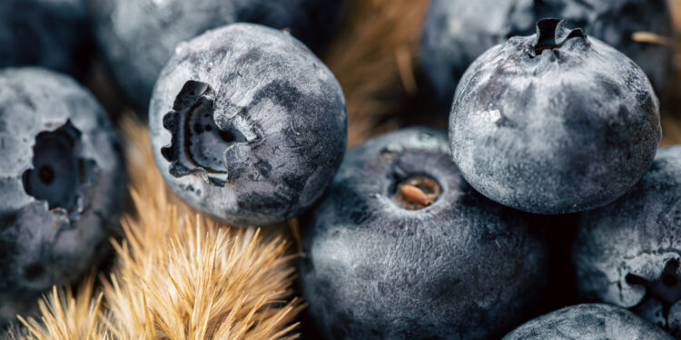 Šilauogių mulčiavimas žiemai – kaip apsaugoti krūmus nuo šalčio?