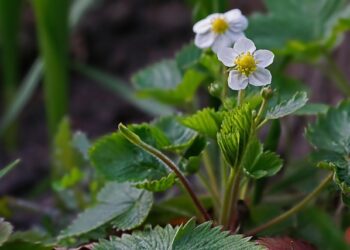 Kuo tręšti braškes pavasarį ir kaip tai daryti teisingai