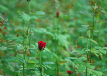 Pavasarinis rožių tręšimas: kaip ir kada tai atlikti teisingai