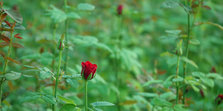 Pavasarinis rožių tręšimas: kaip ir kada tai atlikti teisingai