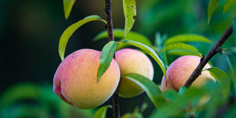 Persiko medis sode: sodinimas, priežiūra ir derlius Lietuvos klimate