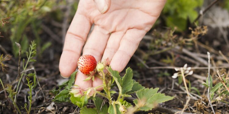 Top 7 žemuogių veislės: kurią pasirinkti savo sklypui?