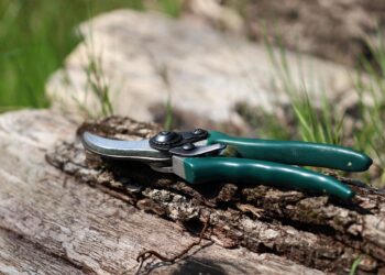 Remontantinių aviečių genėjimas: kada ir kaip tai atlikti?