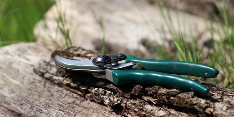 Remontantinių aviečių genėjimas: kada ir kaip tai atlikti?