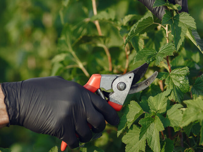 Kada genėti remontantines avietes?