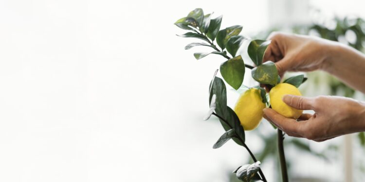 Kaip auginti citriną vazonuose: priežiūros paslaptys