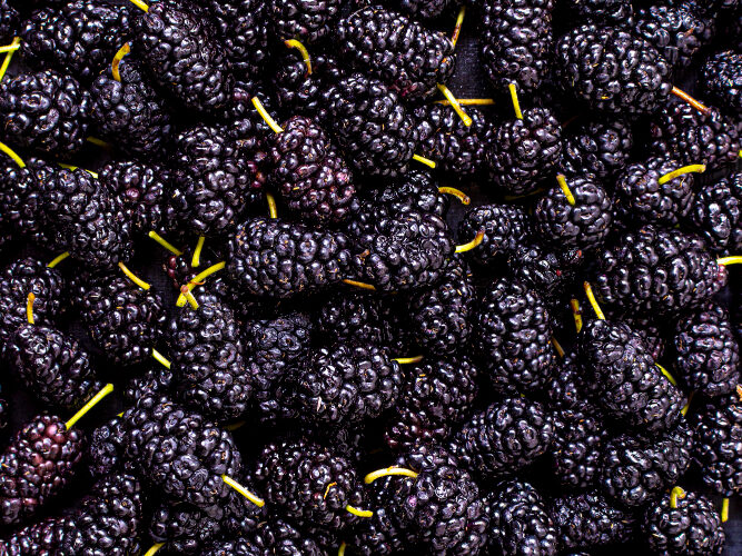 Giminaitė nr. 5 – Mulenė (šilkmedžio uoga): „avietė, kuri auga ant medžio“