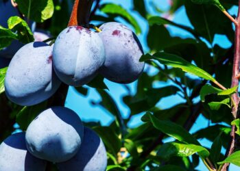 Slyvų tręšimas pavasarį – kaip sustiprinti medžius ir pagerinti derlių