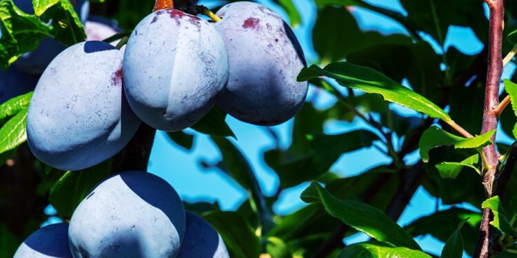 Slyvų tręšimas pavasarį – kaip sustiprinti medžius ir pagerinti derlių