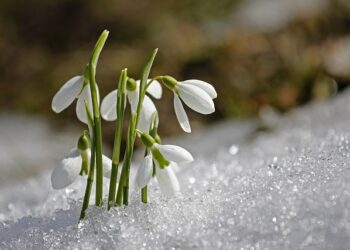 Snieguolė – viena ankstyviausių pavasario gėlių jūsų sode