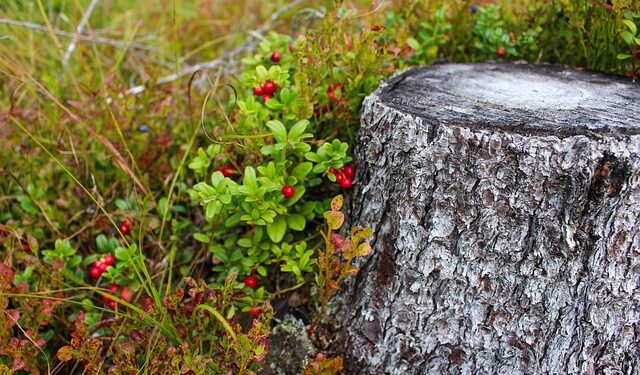 Bruknių skynimo laikas: kaip atpažinti prinokusias uogas?