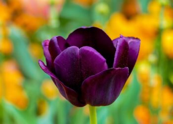 Pavasarinės svogūninės gėlės: geriausi pasirinkimai jūsų sodui