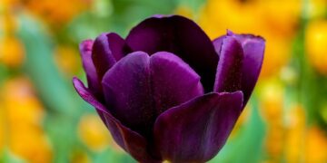 Pavasarinės svogūninės gėlės: geriausi pasirinkimai jūsų sodui