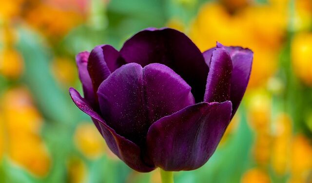 Pavasarinės svogūninės gėlės: geriausi pasirinkimai jūsų sodui