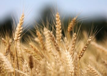 Žieminių kviečių tręšimas pavasarį – kaip užtikrinti stiprų varpų formavimąsi